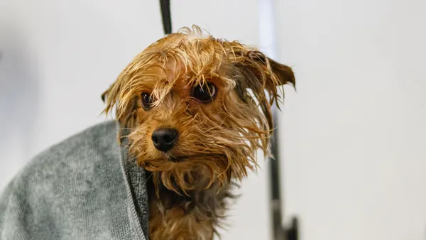 Hundepflege 101 - Tipps für die richtige Versorgung deines Vierbeiners