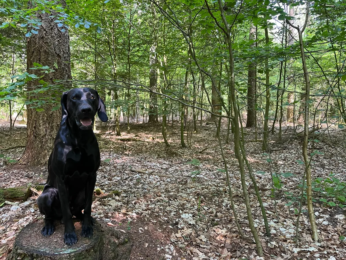 Hitze: Wie ich meinen Hund vor heißen Temperaturen schützen kann