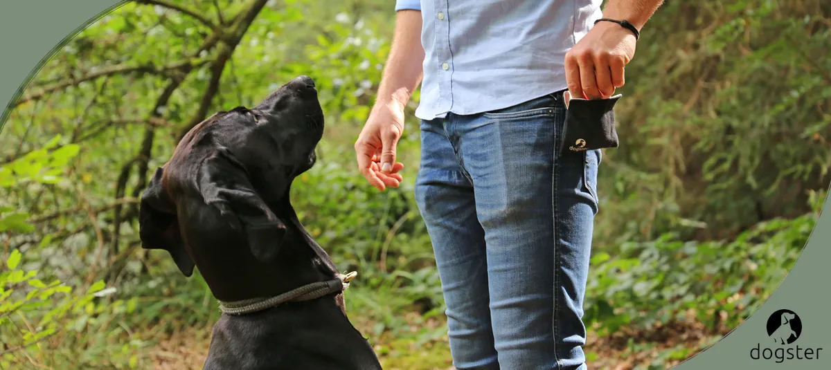 Vom Problem zur Mission: Wie mein Hund Kalle die Idee für dogster® ins Leben rief.