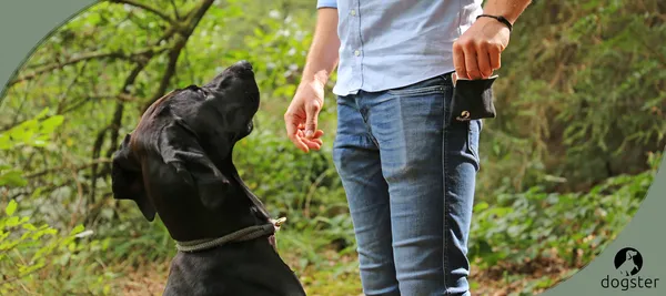 Vom Problem zur Mission: Wie mein Hund Kalle die Idee für dogster® ins Leben rief.